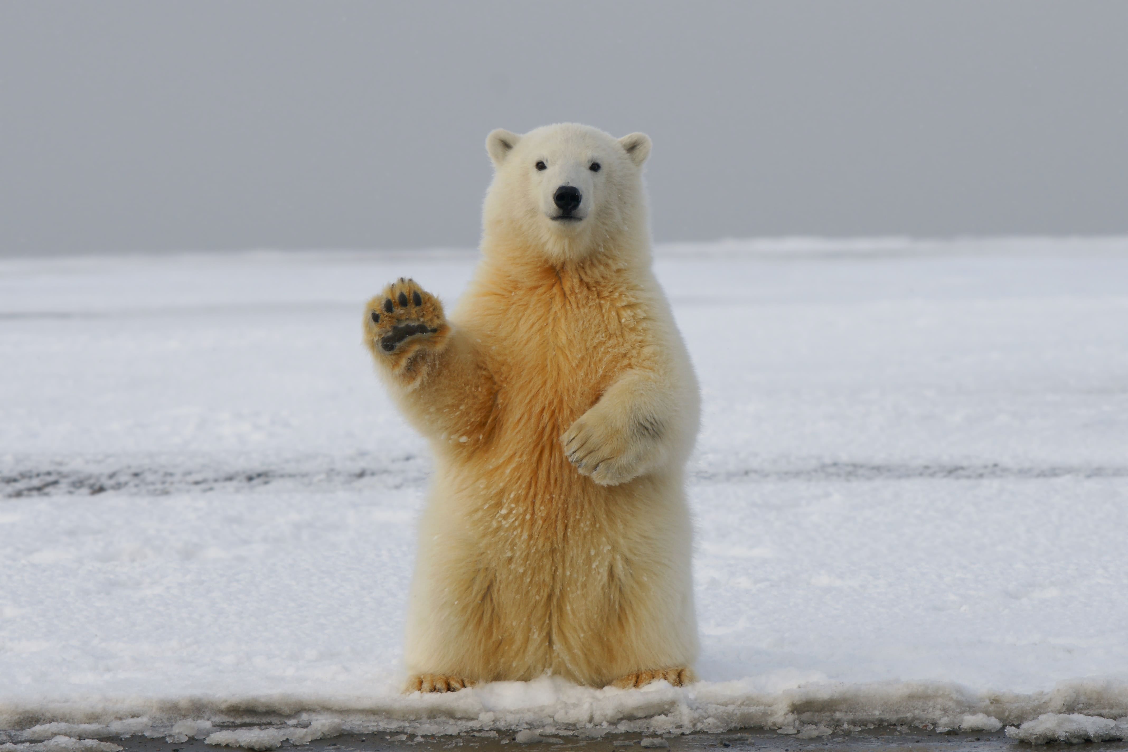 Ein Winkender Eisbär in freier Wildbahn.