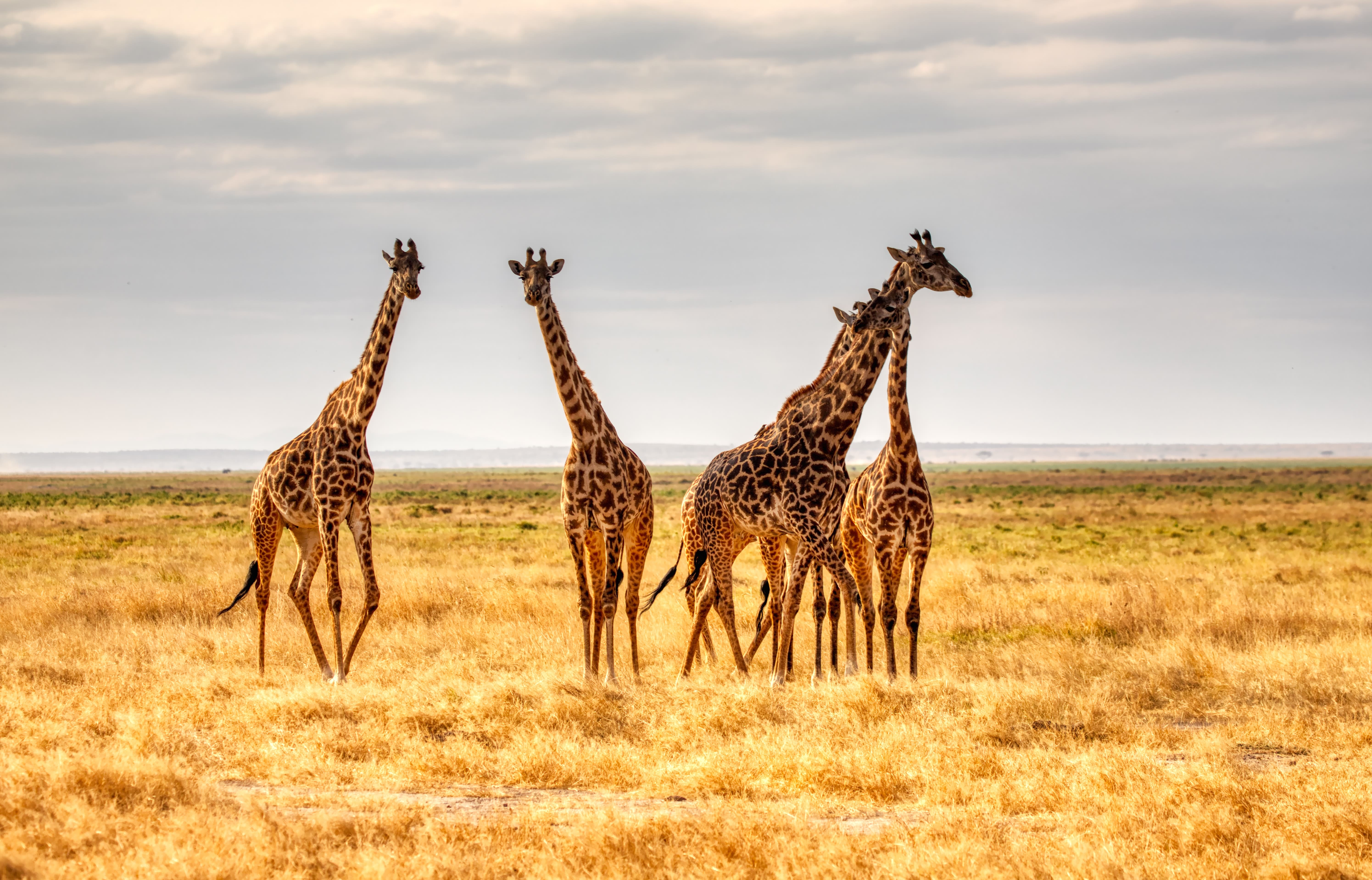 Vier Giraffen in freier Wildbahn.