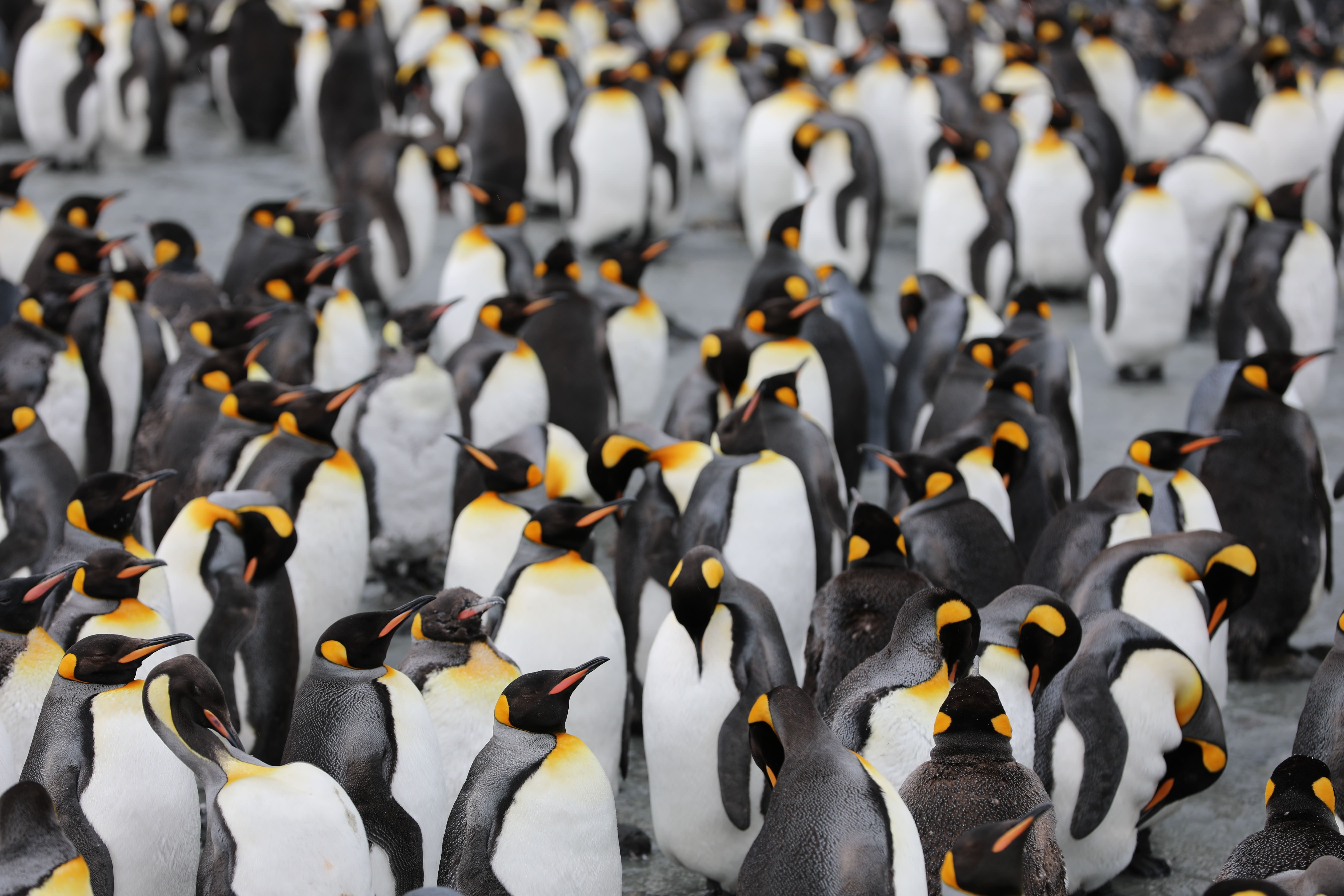 Eine ansammlung von Vielen Pinguinen.
